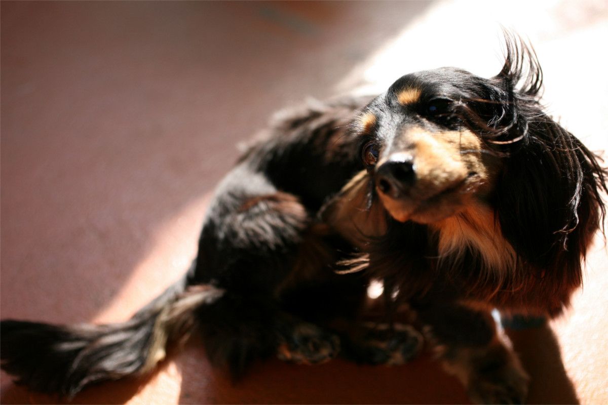 首をかしげる黒い小型犬