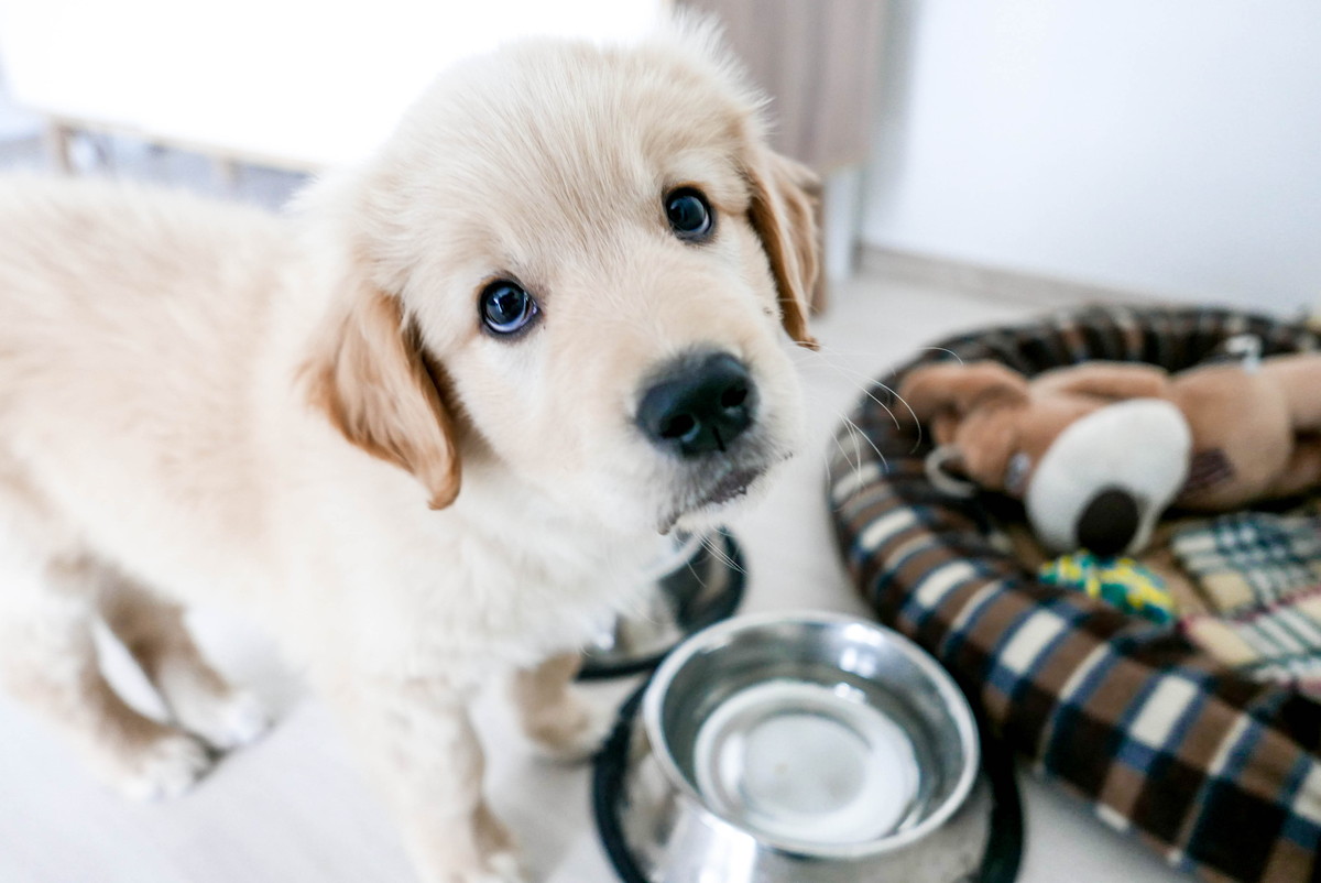 不安そうに見上げる子犬