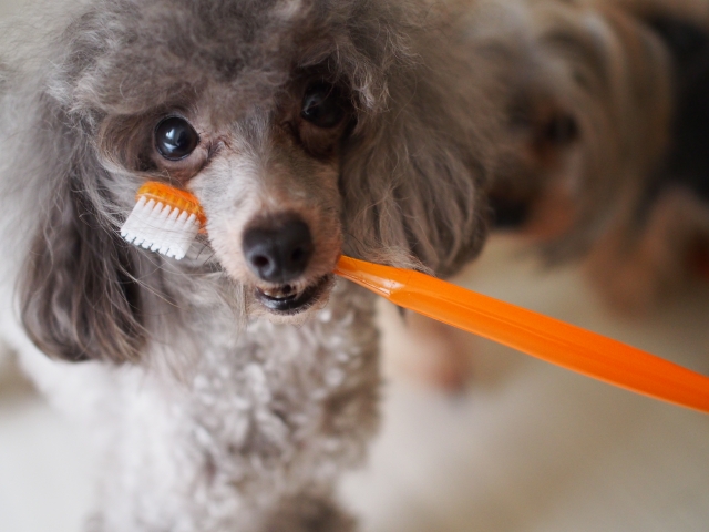 歯ブラシを銜えた小型犬