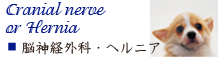 浜松町・新橋・芝公園・麻布エリアの動物病院　芝公園動物病院の画像　脳神経外科・椎間板ヘルニア