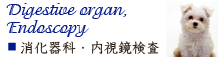 浜松町・新橋・芝公園・麻布エリアの動物病院　芝公園動物病院の画像　消化器科・内視鏡検査